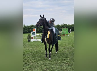 Oldenburger Springpaard, Merrie, 7 Jaar, 169 cm, Donkerbruin