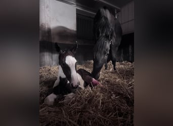 Oldenburger Springpaard, Merrie, 7 Jaar, 170 cm, Donkerbruin