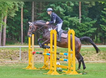 Oldenburger Springpaard, Merrie, 7 Jaar, 172 cm, Donkerbruin
