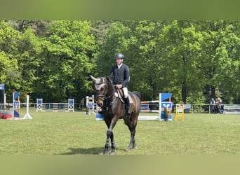 Oldenburger Springpaard, Merrie, 7 Jaar, 173 cm, Donkerbruin