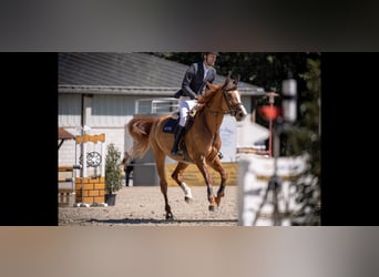 Oldenburger Springpaard, Merrie, 7 Jaar, 173 cm, Vos