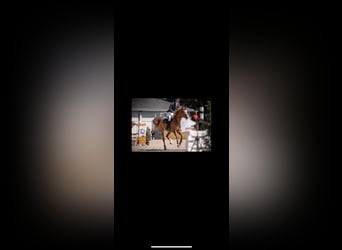 Oldenburger Springpaard, Merrie, 7 Jaar, 173 cm, Vos