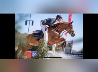 Oldenburger Springpaard, Merrie, 7 Jaar, 174 cm, Vos