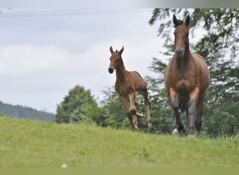 Oldenburger Springpaard, Merrie, 8 Jaar, 165 cm, Bruin