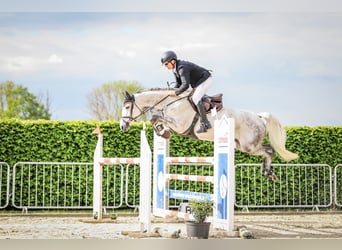 Oldenburger Springpaard, Merrie, 8 Jaar, 166 cm, Schimmel