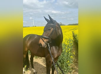 Oldenburger Springpaard, Merrie, 8 Jaar, 168 cm, Donkerbruin