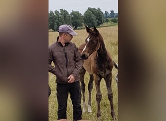 Oldenburger Springpaard, Merrie, 8 Jaar, 168 cm, Donkerbruin