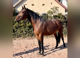 Oldenburger Springpaard, Merrie, 8 Jaar, 169 cm, Bruin