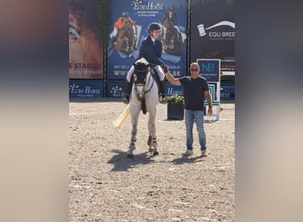 Oldenburger Springpaard, Merrie, 8 Jaar, 169 cm, Schimmel