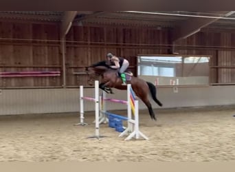 Oldenburger Springpaard, Merrie, 8 Jaar, 170 cm, Bruin