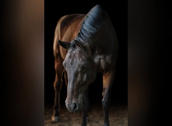 Oldenburger Springpaard, Merrie, 8 Jaar, 175 cm, Zwartbruin