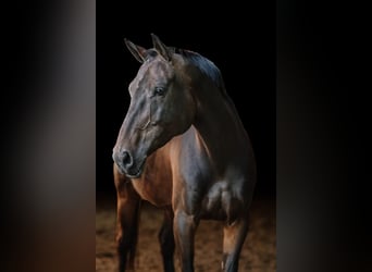 Oldenburger Springpaard, Merrie, 8 Jaar, 175 cm, Zwartbruin