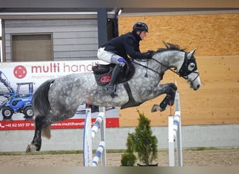 Oldenburger Springpaard, Merrie, 8 Jaar, Schimmel