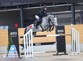 Oldenburger Springpaard, Merrie, 8 Jaar, Schimmel