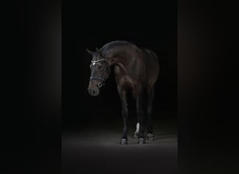 Oldenburger Springpaard, Merrie, 9 Jaar, 162 cm, Zwartbruin