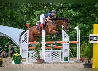 Oldenburger Springpaard, Merrie, 9 Jaar, 165 cm, Bruin