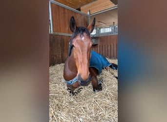 Oldenburger Springpaard, Merrie, 9 Jaar, 165 cm, Bruin