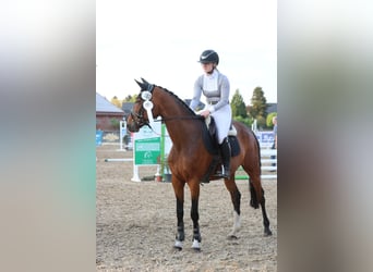 Oldenburger Springpaard, Merrie, 9 Jaar, 165 cm, Donkerbruin