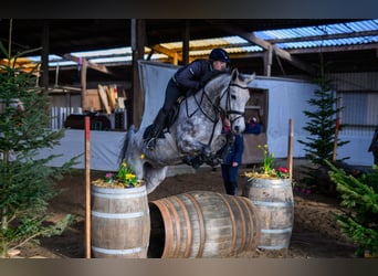 Oldenburger Springpaard, Merrie, 9 Jaar, 167 cm, Schimmel