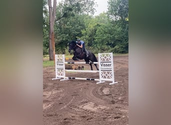 Oldenburger Springpaard, Merrie, 9 Jaar, 167 cm, Zwart