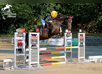 Oldenburger Springpaard, Merrie, 9 Jaar, 167 cm, Zwartbruin