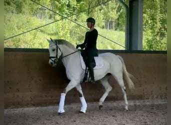 Oldenburger Springpaard, Merrie, 9 Jaar, 169 cm, Schimmel
