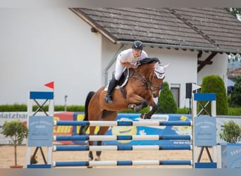 Oldenburger Springpaard, Merrie, 9 Jaar, 170 cm, Brauner
