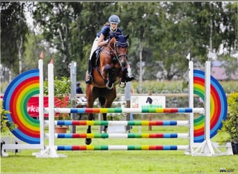 Oldenburger Springpaard, Merrie, 9 Jaar, 170 cm, Bruin