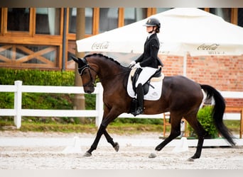 Oldenburger Springpaard, Merrie, 9 Jaar, 171 cm, Bruin