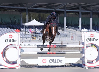 Oldenburger Springpaard, Merrie, 9 Jaar, 172 cm, Bruin