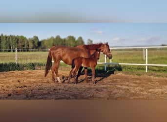 Oldenburger Springpaard, Merrie, , 160 cm, Bruin