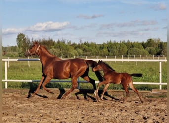 Oldenburger Springpaard, Merrie, , 160 cm, Bruin