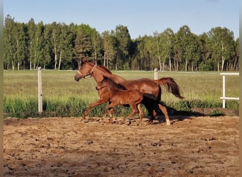 Oldenburger Springpaard, Merrie, , 160 cm, Bruin