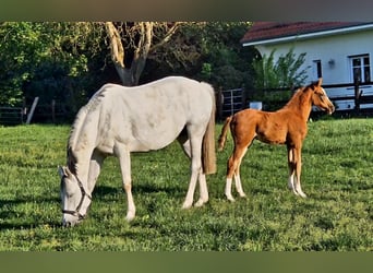 Oldenburger Springpaard, Merrie, , 165 cm, Vos