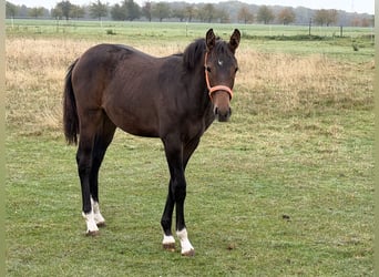 Oldenburger Springpaard, Merrie, Veulen (04/2026), 170 cm, Bruin