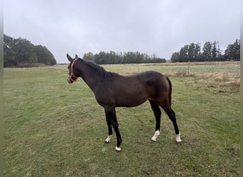 Oldenburger Springpaard, Merrie, Veulen (04/2026), 170 cm, Bruin