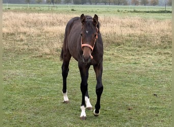 Oldenburger Springpaard, Merrie, Veulen (04/2026), 170 cm, Bruin
