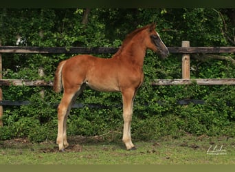 Oldenburger Springpaard, Merrie, Veulen (03/2026), 170 cm, Donkere-vos