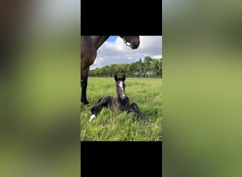 Oldenburger Springpaard, Merrie, Veulen (05/2025), 170 cm, kan schimmel zijn