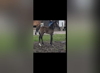 Oldenburger Springpaard, Merrie, Veulen (05/2025), 170 cm, kan schimmel zijn