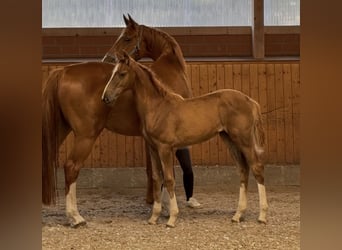 Oldenburger Springpaard, Merrie, Veulen (03/2025), 172 cm, Donkere-vos