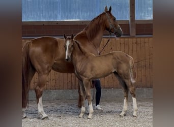 Oldenburger Springpaard, Merrie, Veulen (03/2025), 172 cm, Donkere-vos