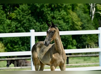 Oldenburger Springpaard, Merrie, veulen (05/2024), Bruin