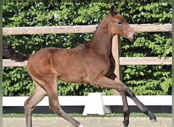 Oldenburger Springpaard, Merrie, Veulen (03/2025), Bruin
