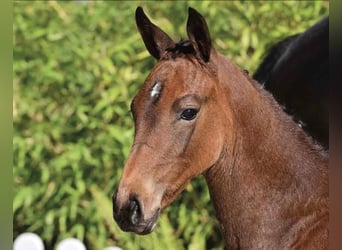 Oldenburger Springpaard, Merrie, Veulen (03/2025), Bruin