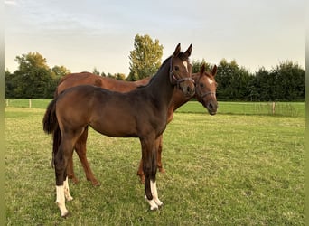 Oldenburger Springpaard, Merrie, Veulen (04/2025), Bruin