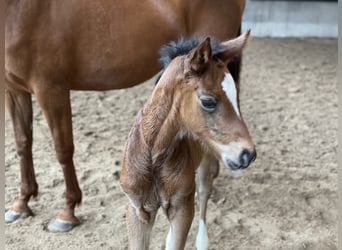 Oldenburger Springpaard, Merrie, Veulen (04/2025), Bruin
