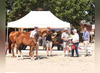 Oldenburger Springpaard, Merrie, Veulen (04/2025), Bruin