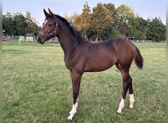 Oldenburger Springpaard, Merrie, Veulen (04/2025), Bruin