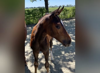 Oldenburger Springpaard, Merrie, Veulen (04/2025), Bruin